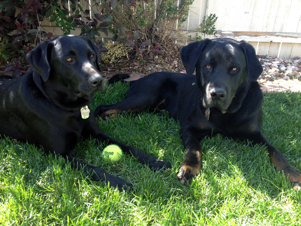 Dogs Dogs